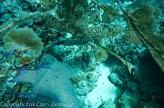 BVI Diving-0225